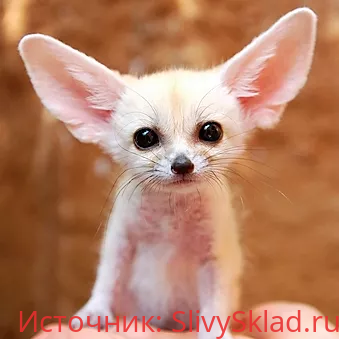 Картинка [Антон Брежестовский] Курс Mr. Fennec