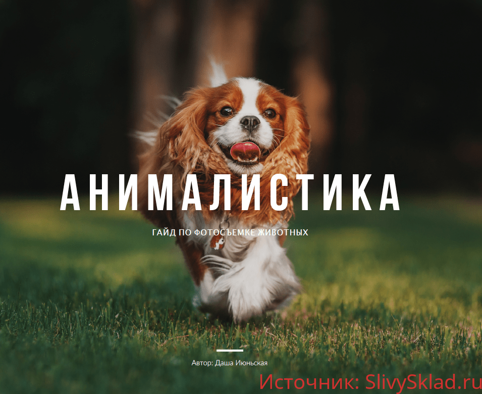 Картинка [Даша Июньская] Гайд по фотосъемке животных