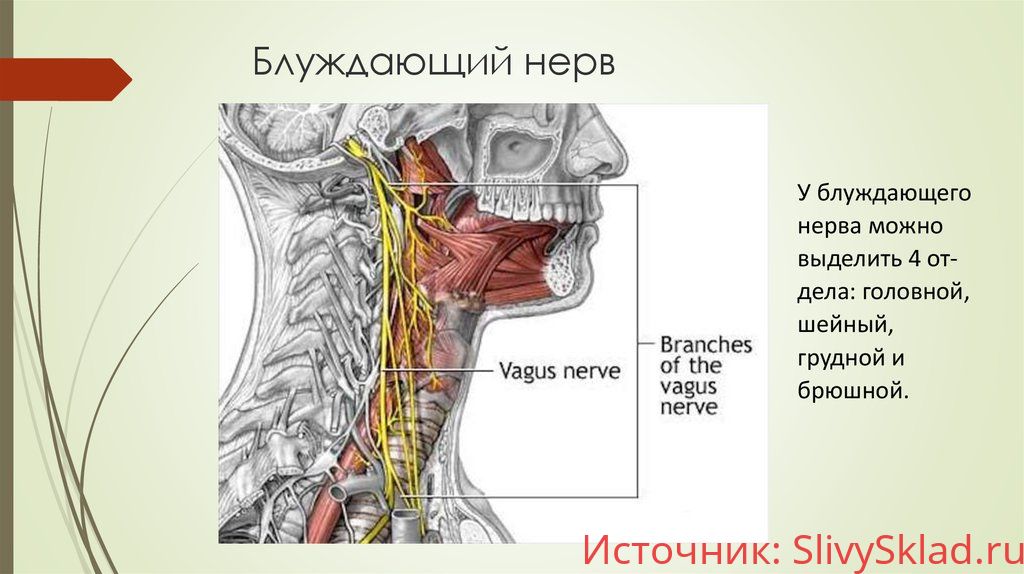 Картинка [Игорь Атрощенко] Методика мягкой мануальной терапии блуждающего нерва (2020)