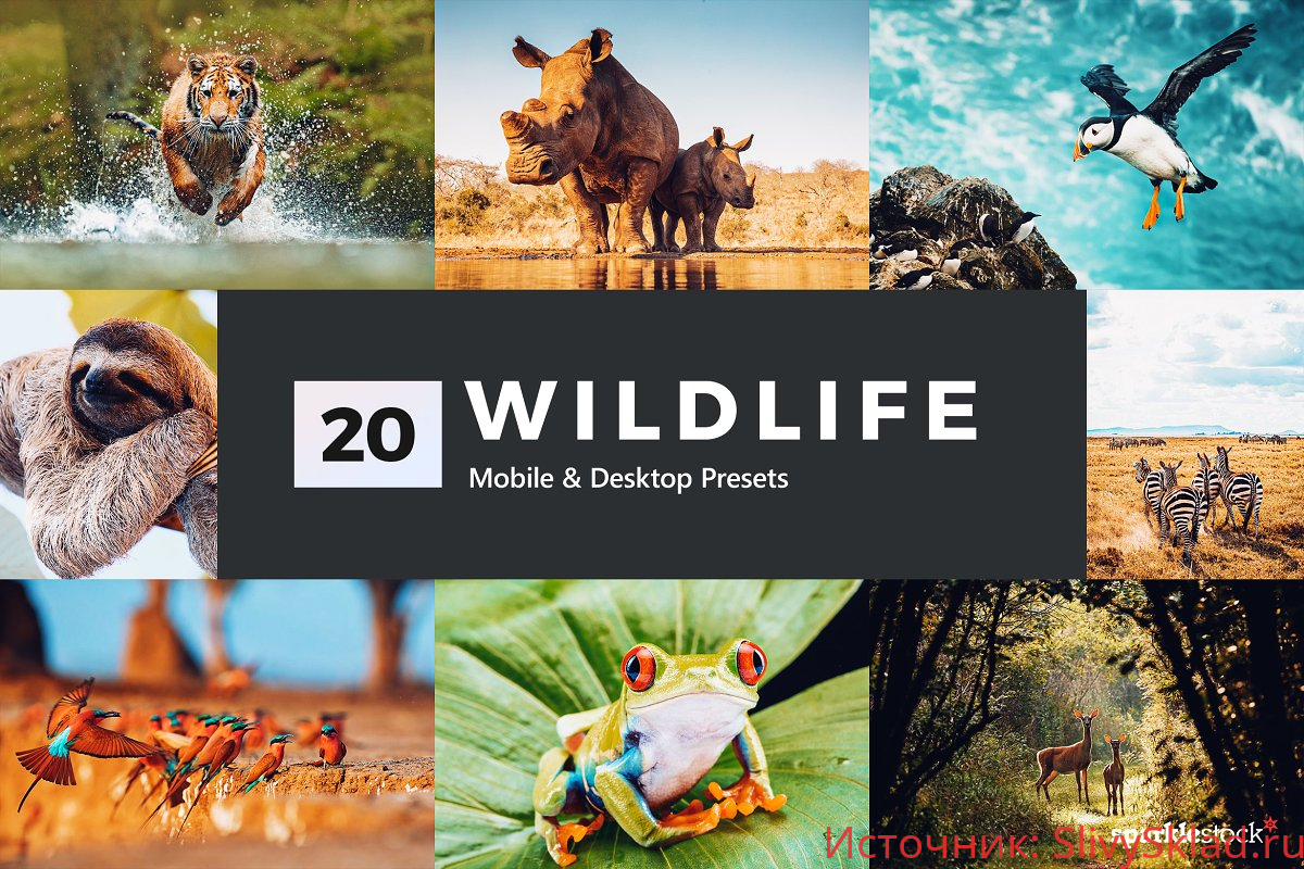 Картинка [Creativemarket] 20 Wildlife Lightroom Presets & LUTs (2020)